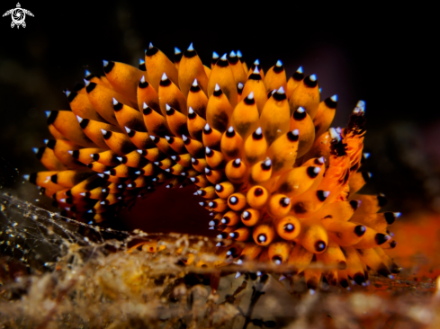 Nudibranch