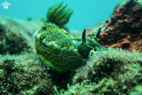 A Nudibranch