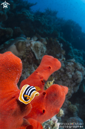 A Nudibranch