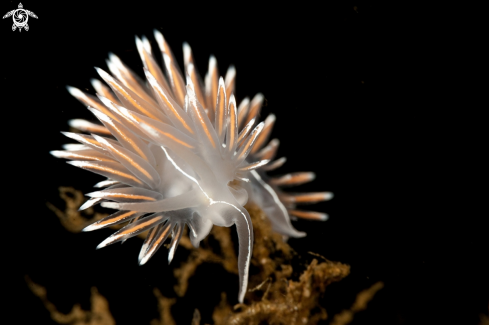 A Flabellina lineata