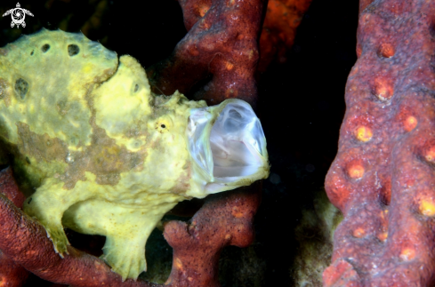 A Frog Fish