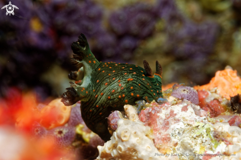 A Nudibranche