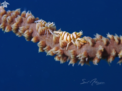 A Zanzibar Shrimp