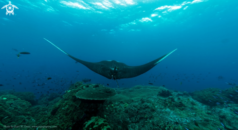 A Manta Ray