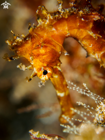 A Thorny Seahorse