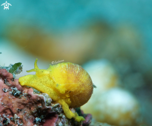 A Golden Wentletrap or The Yellow Sea Snail