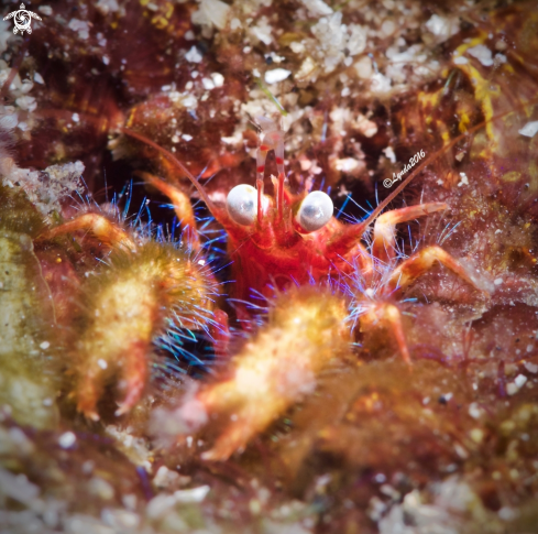 A The Olivar's Squat Lobster