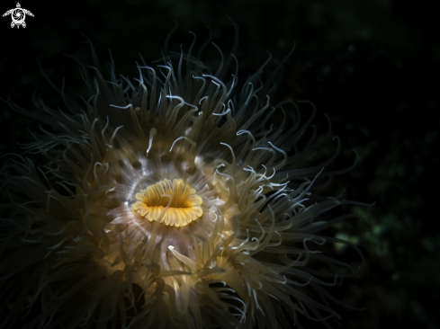 A Metridium senile | Short Plumose Anenome