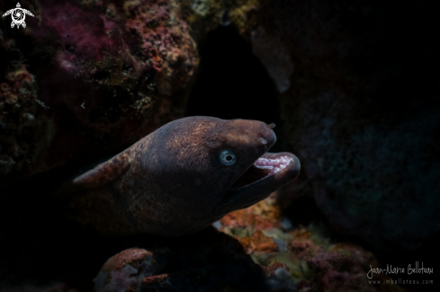 A White-eyed Moray