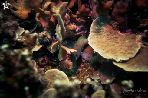 A Juvenile Peacock Grouper 