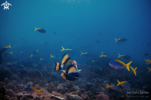 A Titan Trigerfish