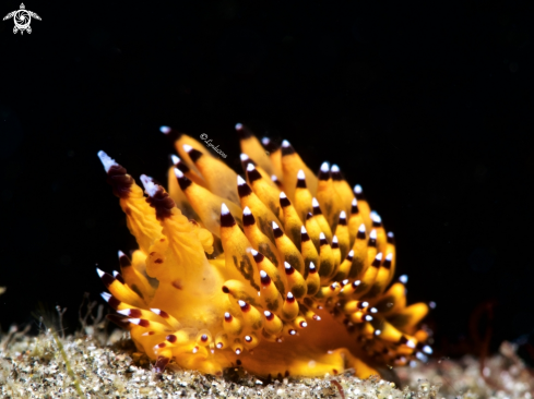 A Janolus sp.