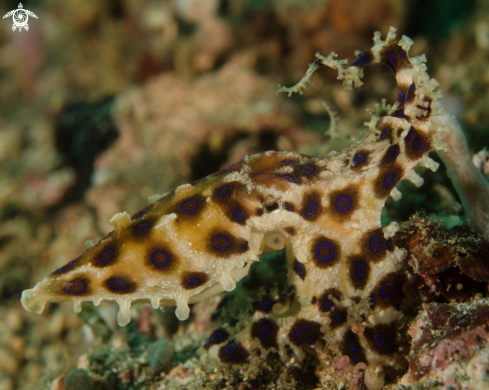 A Blue Ring Octopus