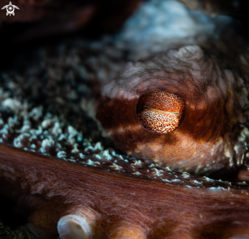 A Enteroctopus dofleini | Giant Pacific Octopus