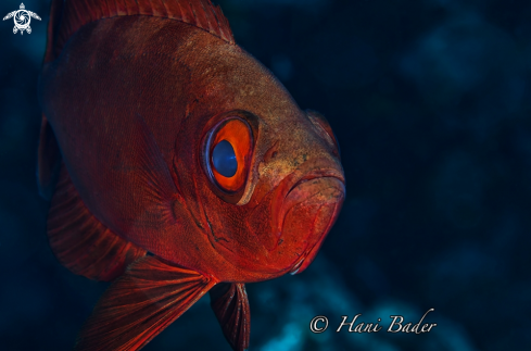 A bigeye