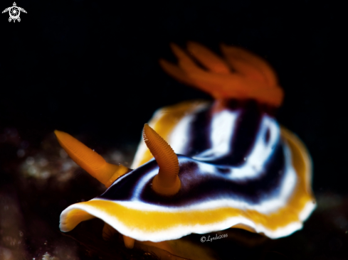 A Chromodoris magnifica