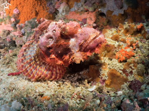 A Scorpaenopsis | Scorpionfish