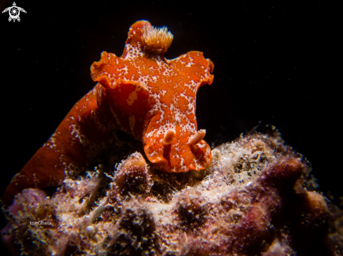 A Nudibranch