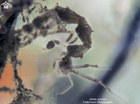 A Skeleton Shrimp