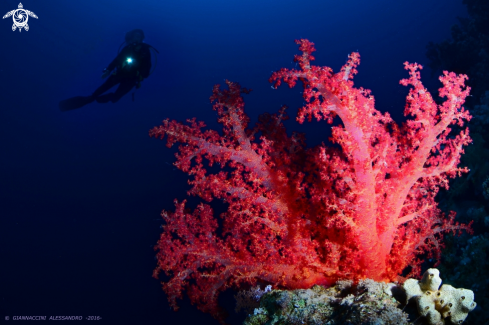 A Dendronephthya sp (corallo molle)