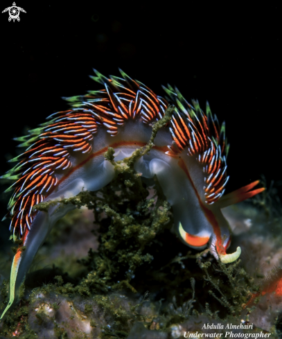 A nudibranch