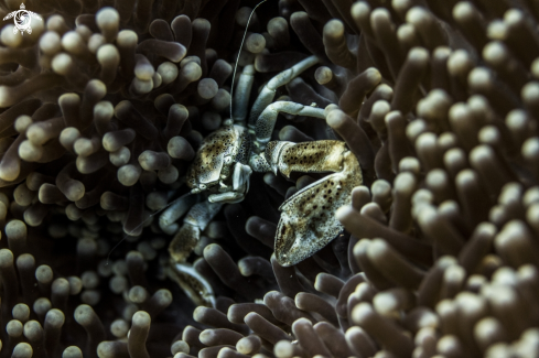 A Neopetrolisthes maculatus  | Porcelain Crab - Neopetrolisthes maculatus 