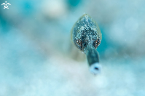 A pipefish