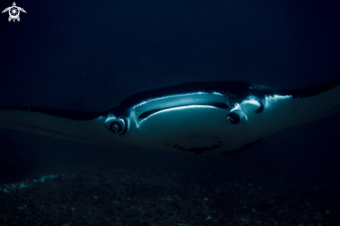 A manta 