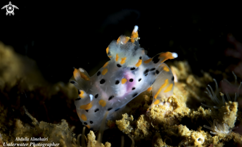 A Nudibranch