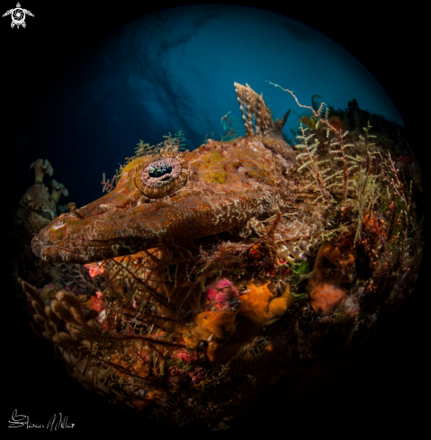 A Crocodilefish