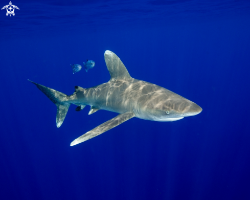 A Oceanic White Tip Shark