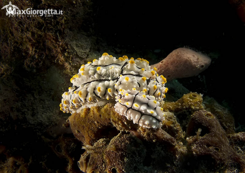 A nudibranch