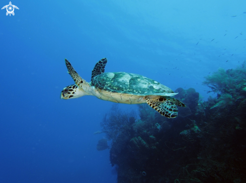 A Eretmochelys imbricata | Hawksbill Turtle