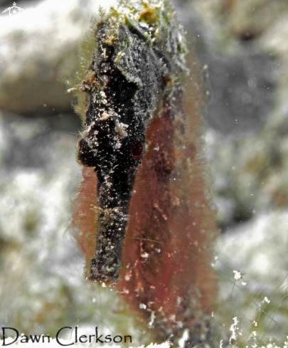 A Long Snout Seahorse