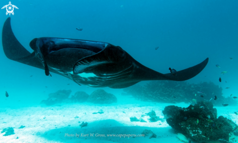 A Manta Ray