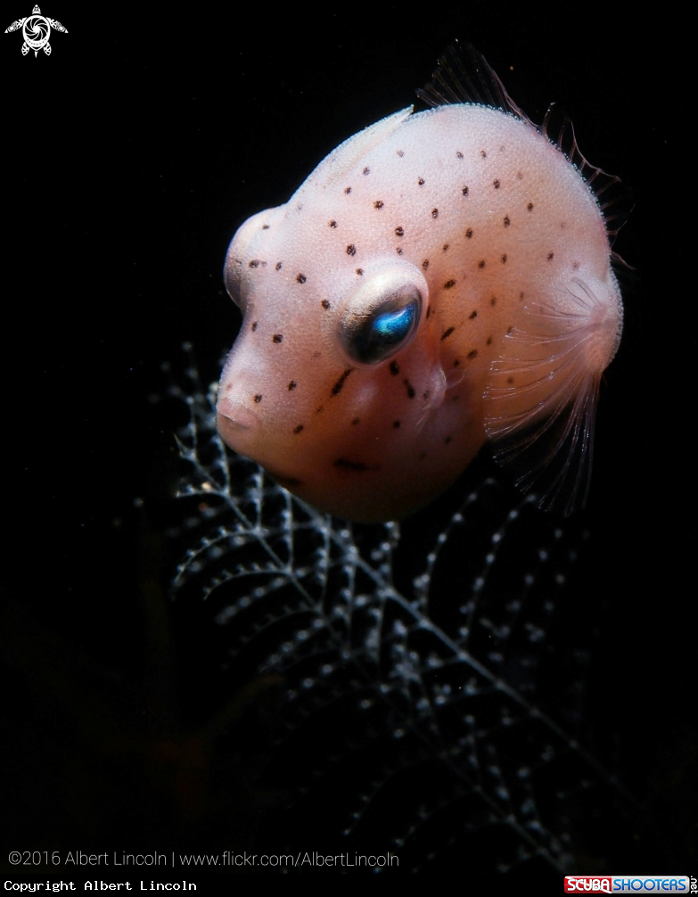 A Pink Filefish