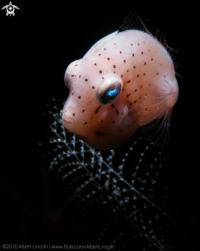A Pink Filefish