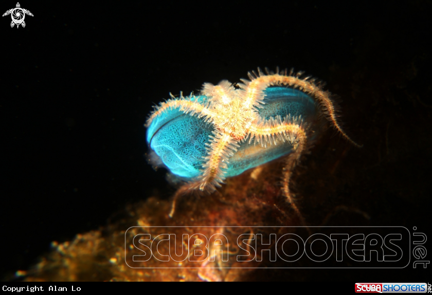 A brittle sea star