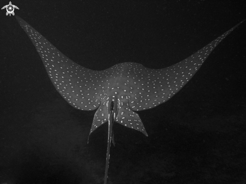 A Eagle Ray