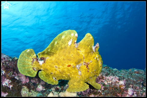 A frogfish