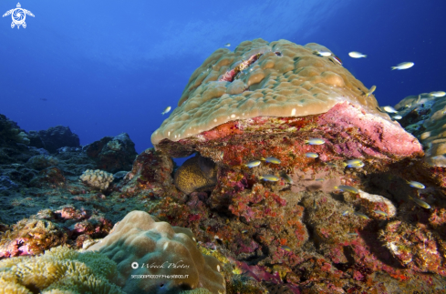 A coral reef, reunion island