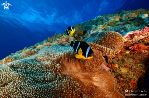 A Amphiprion chrysogaster | clown fish