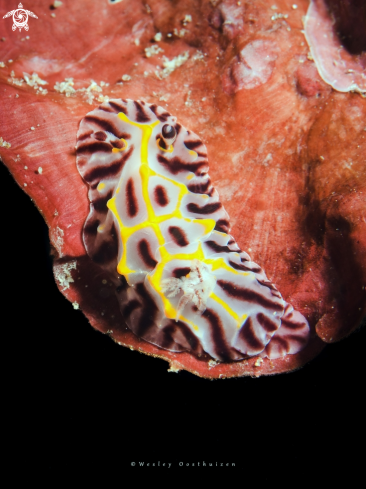 A Halgerda elegans nudibranch