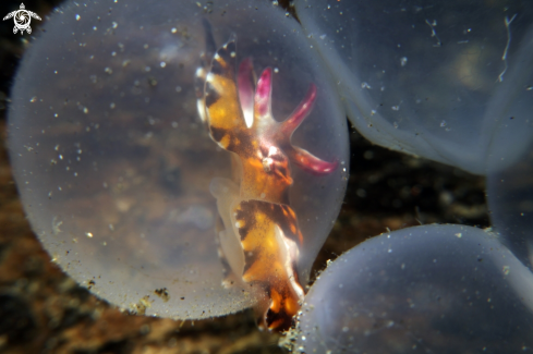 A Metasepia pfefferi | flamboyant cuttlefish