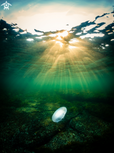 A Aurelia labiata | Moon Jelly