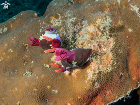 A Nembrotha Chamberlaini | Nembrotha Chamberlaini