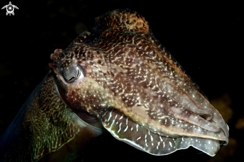 A cuttlefish