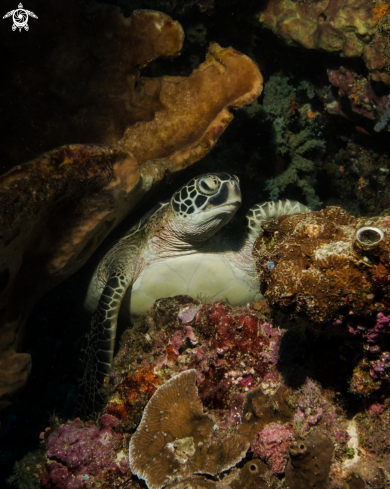 A Green Turtle