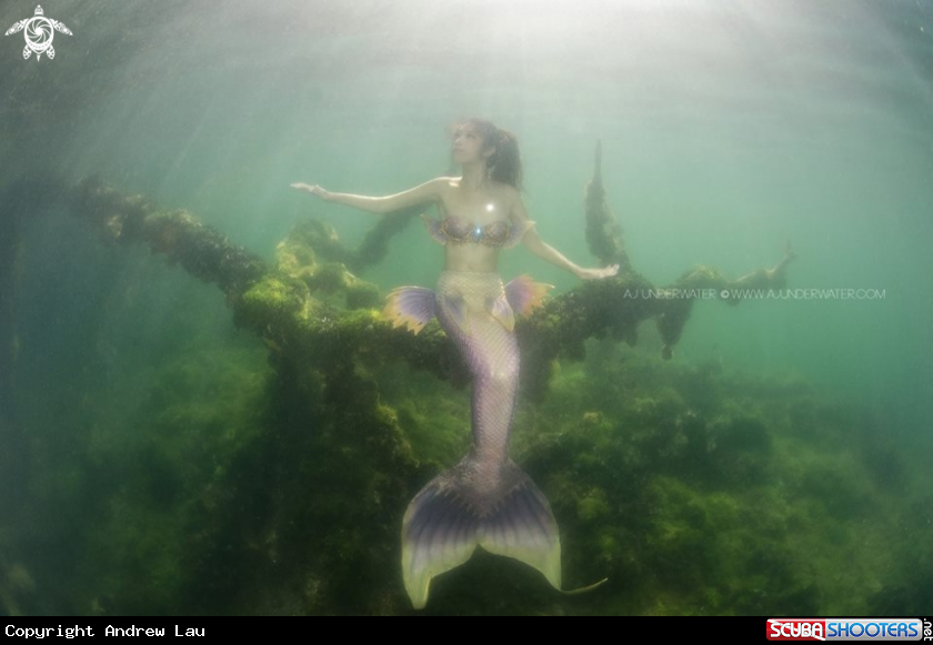 A mermaid