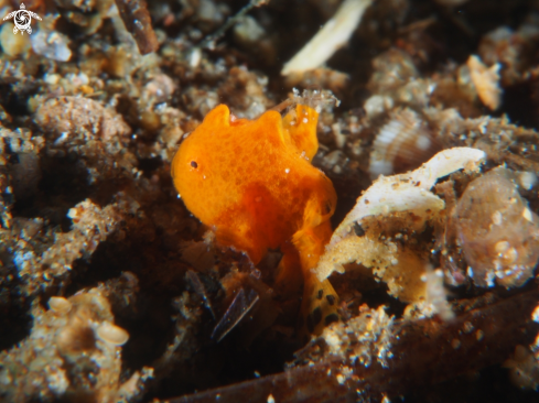 A Frog Fish